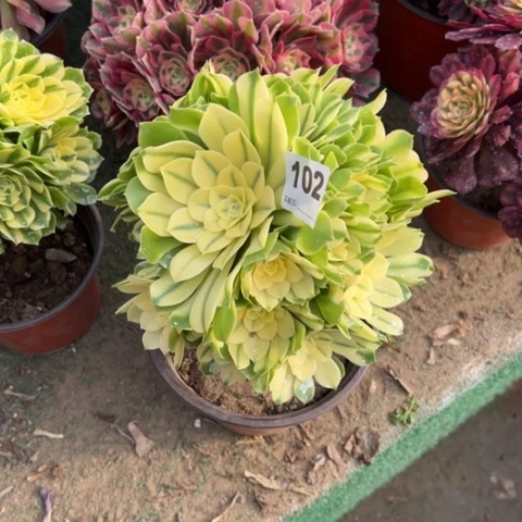 倪**衿102辛尼亚朵朵多肉，