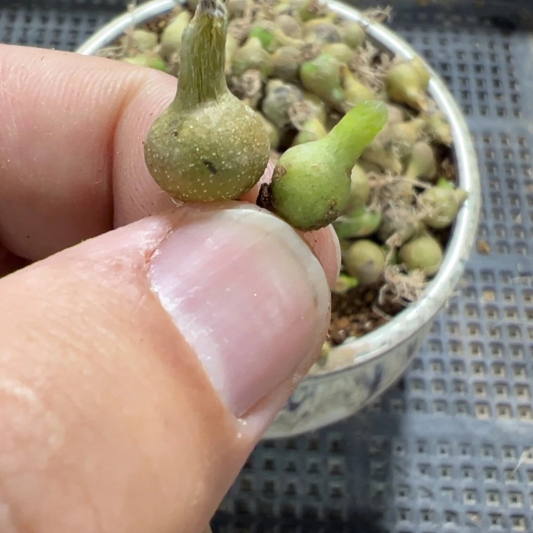 量拍大型小葫芦一颗,多肉
