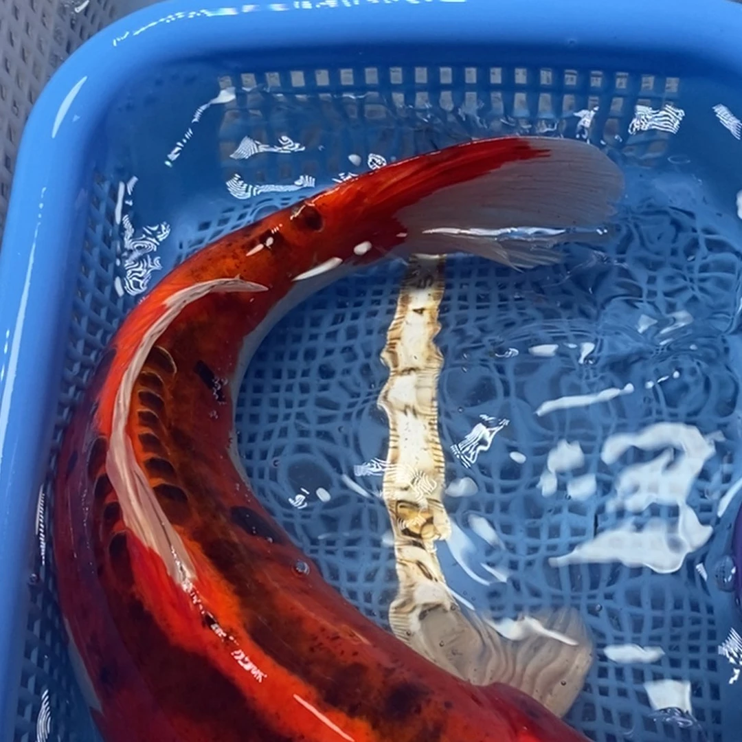 锦鲤冷水锦鲤包邮