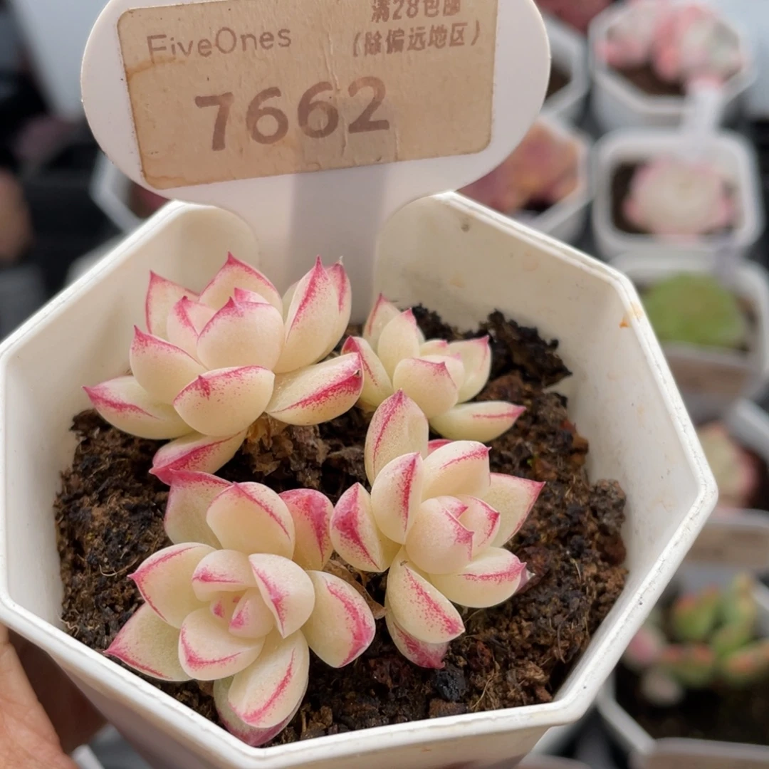 红边女王7662-5.0厘米