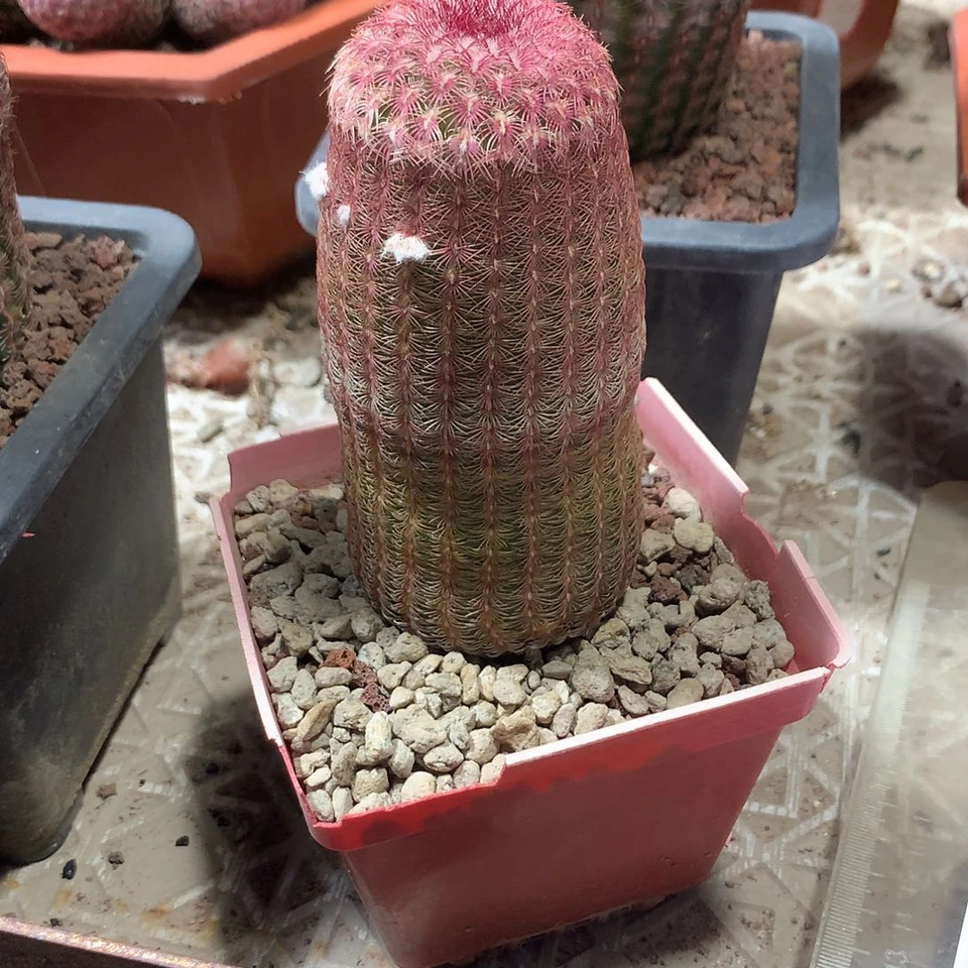 完全开放仙人球实生红太阳