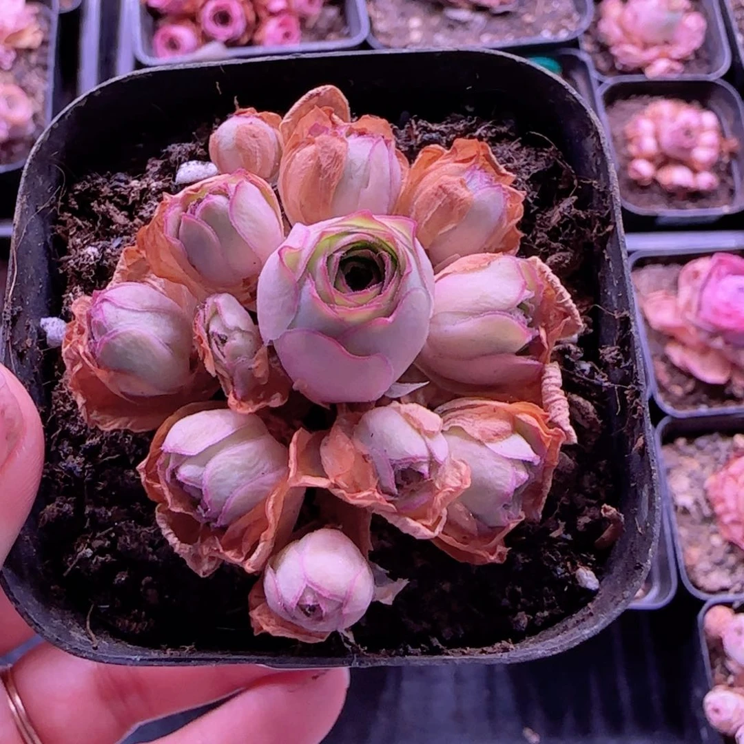 °***°半城玫瑰开播福利370