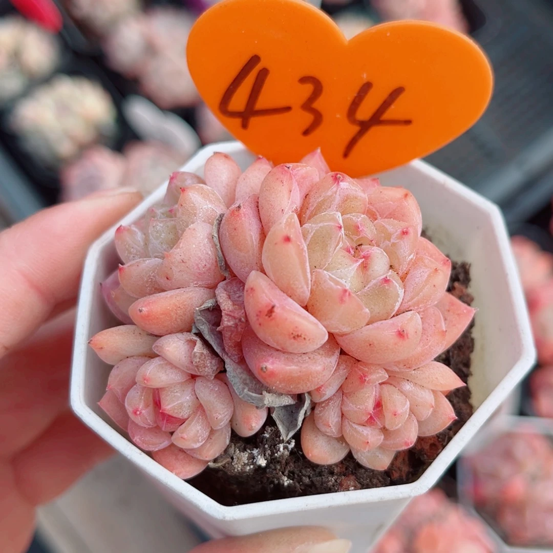 434号小老桩糖心群