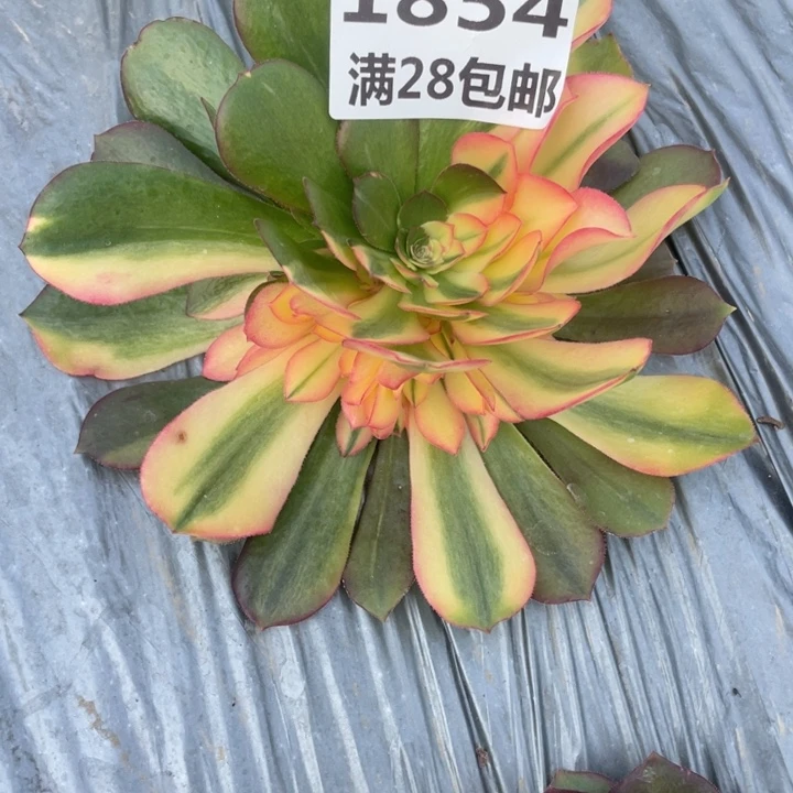 ?****y1854二号棚七彩M