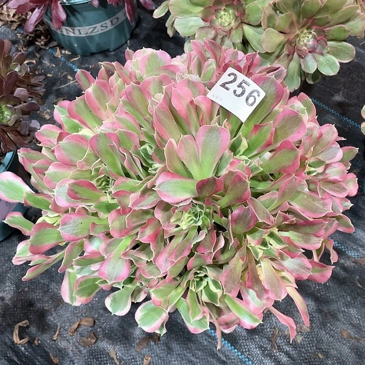 白凤256   冠幅30