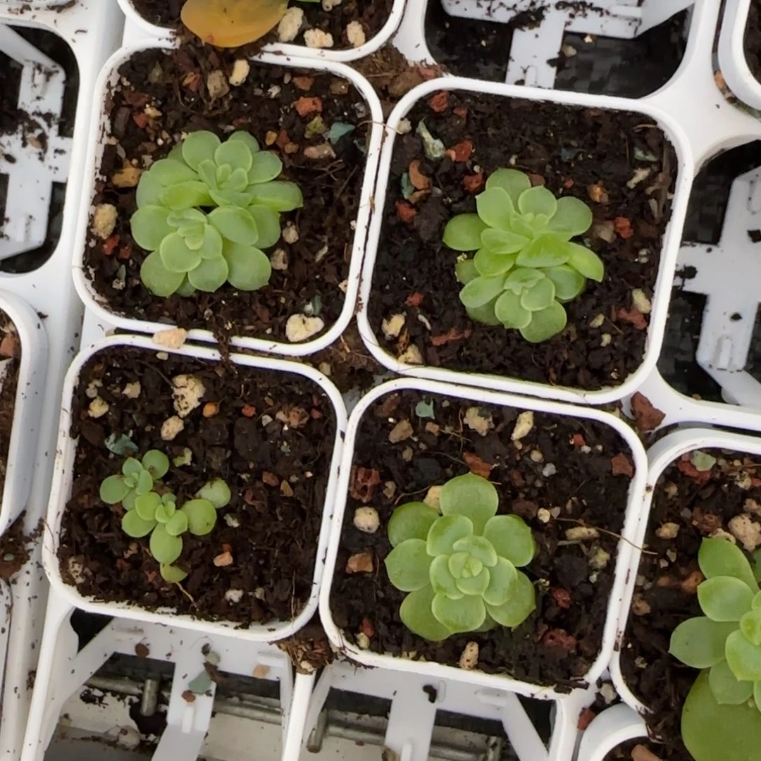 灯芯中盆3床一个满25包邮