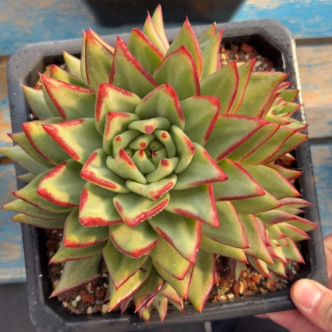多肉植物一物一拍（57号）