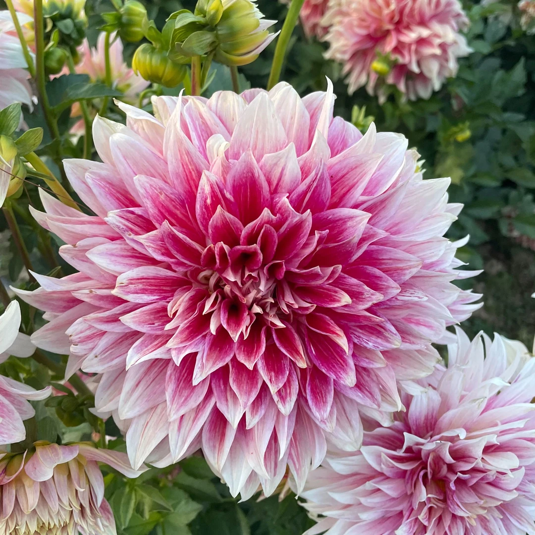 【大丽花 】百变娇艳 进口大丽花整株种球对版发货