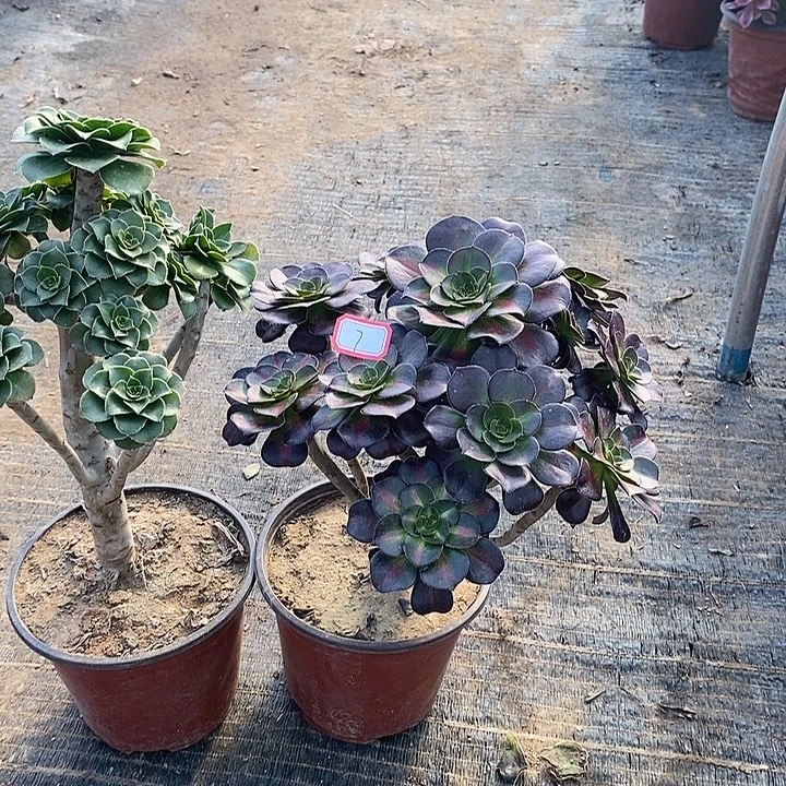 7，2颗多肉法师多肉法师