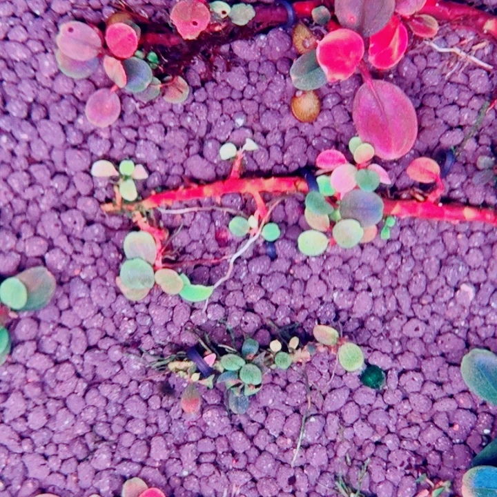 无花朵福利价圆脉花一头植物