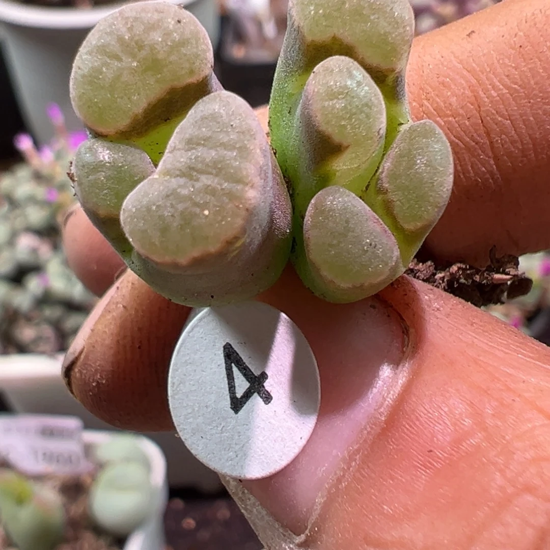 多肉植物1111111111111