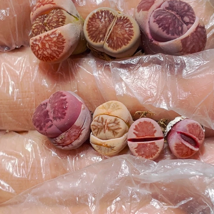 亓*780红窗菊7颗l l l l l l l