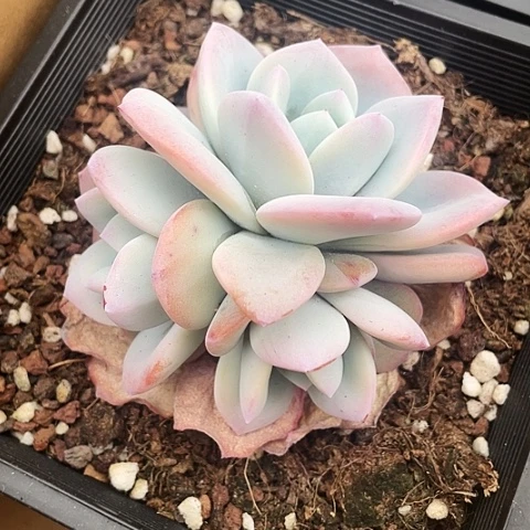 奶茶60一盆8888888