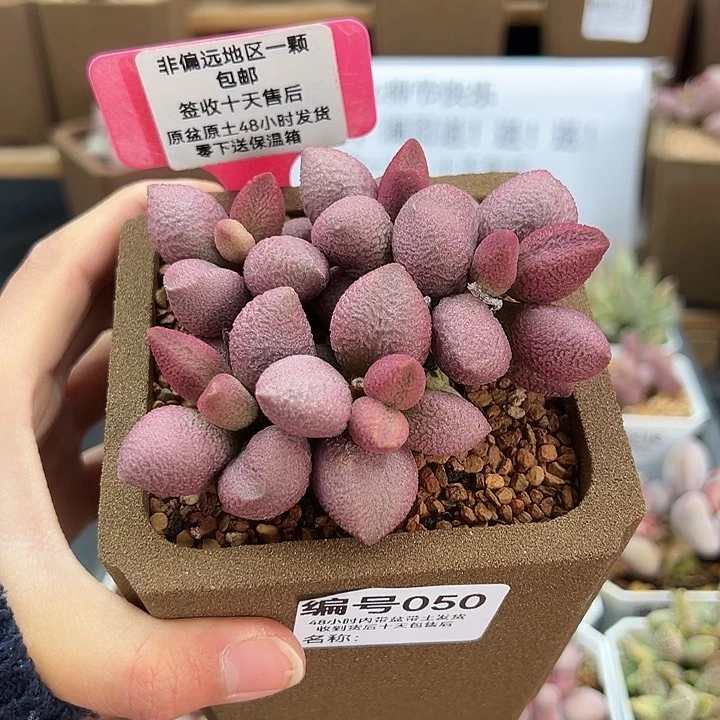 沄**D050少女心多肉植物