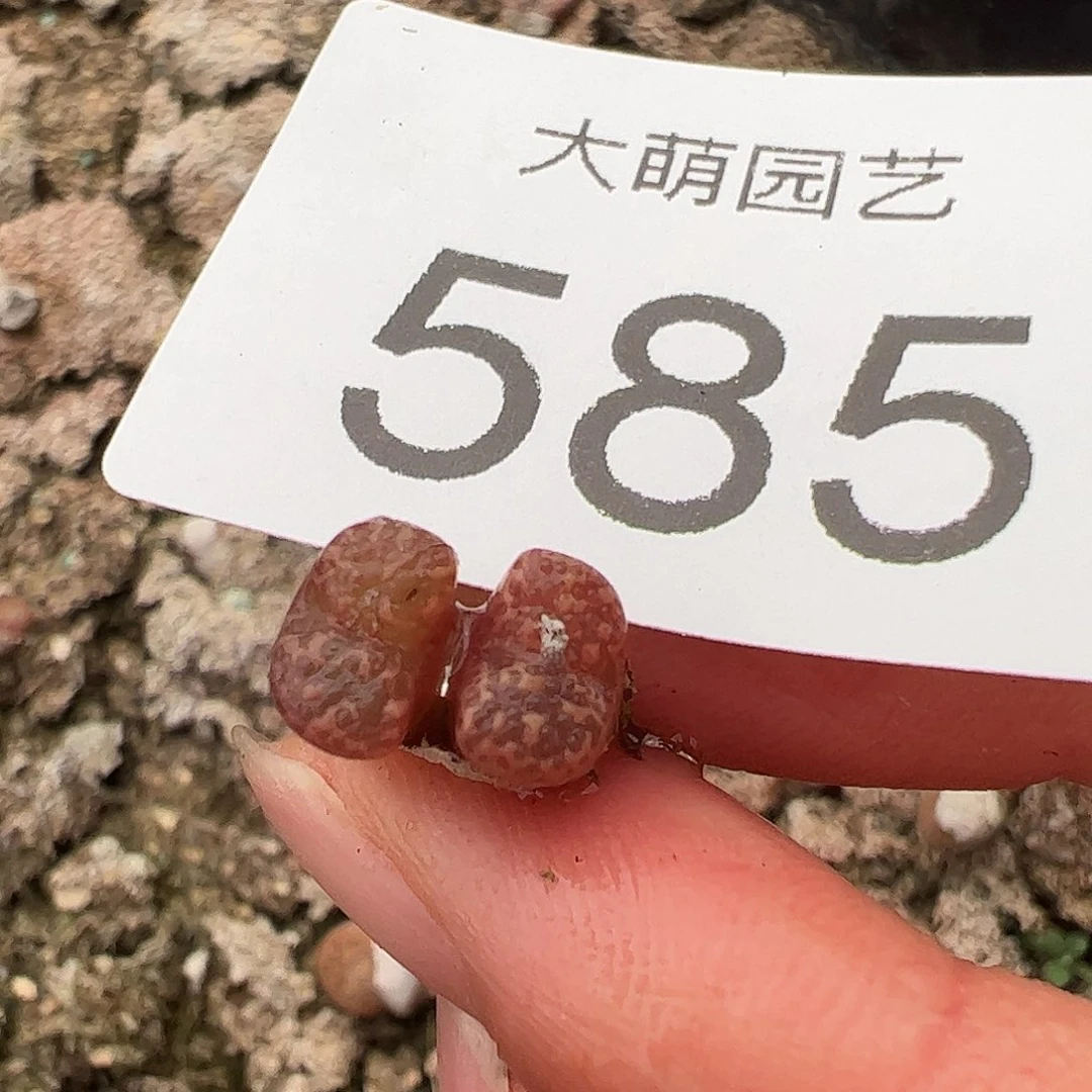 一物一拍泡泡勋章杂交585