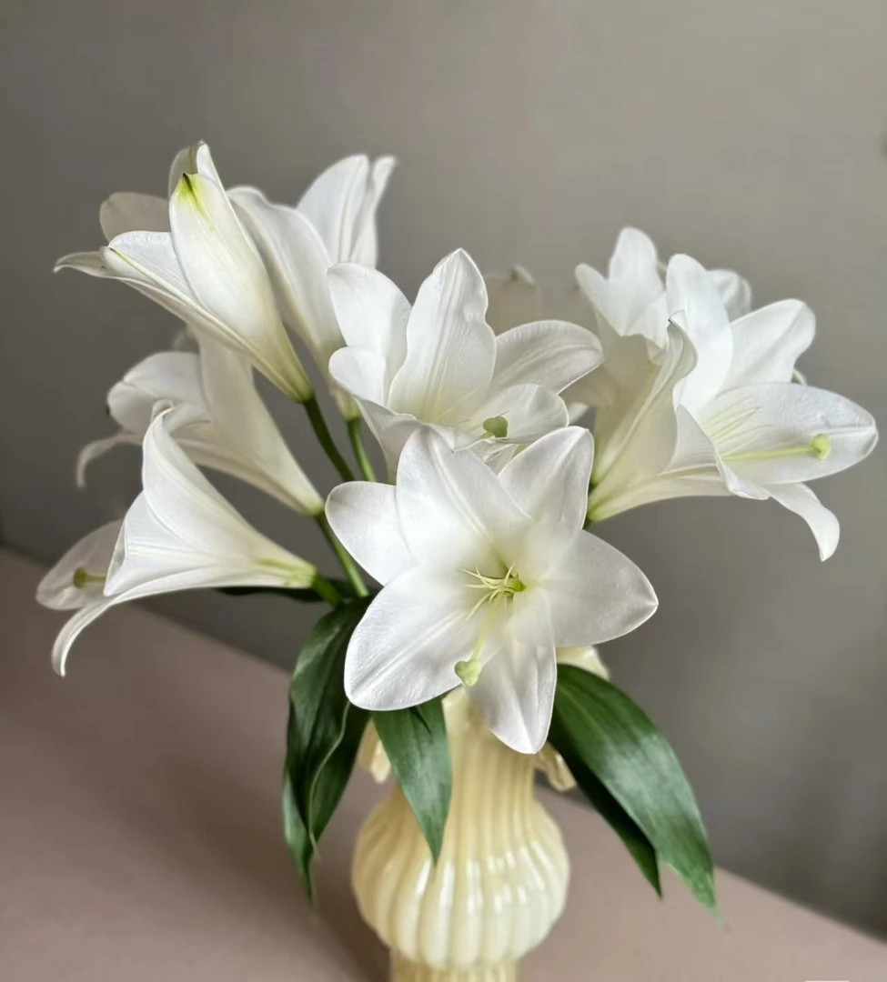 【铁炮香水百合】云南鲜花 基地直发 全店任意鲜花顺丰包邮