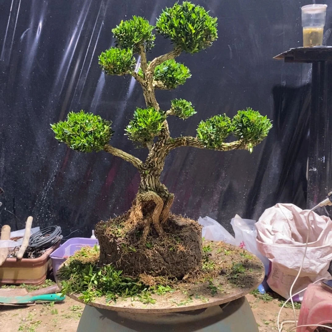 无花朵畅****徐黄杨盆景