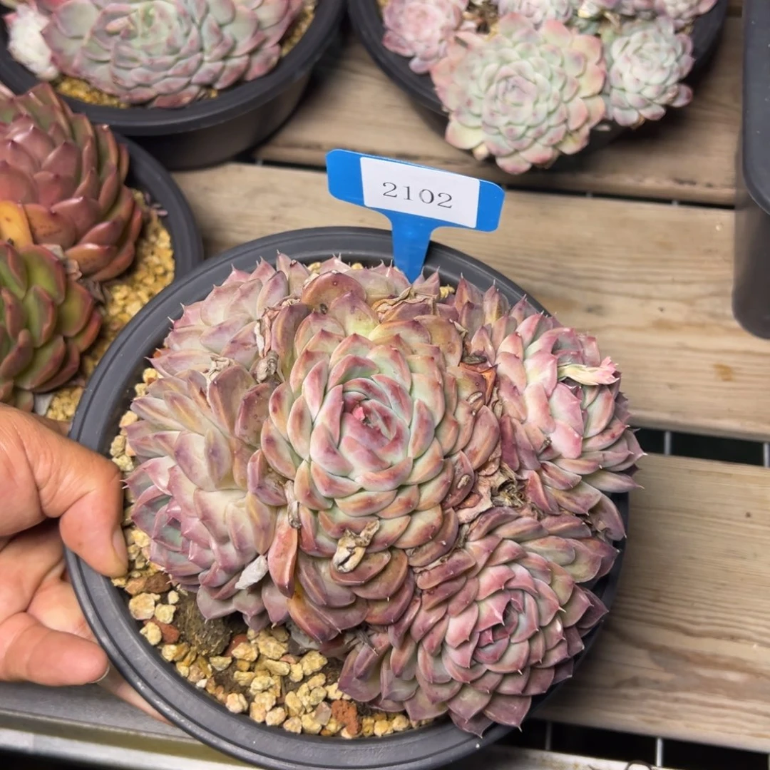 金**串2102肉多哦多么多哦