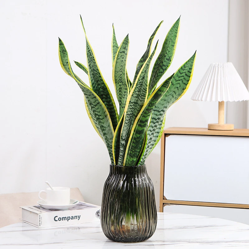 金边虎皮兰白玉兰虎皮兰盆栽室内除甲醛室内大型绿植花卉客厅大号
