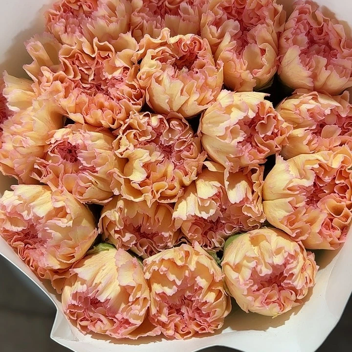 康乃馨大理石大花苞