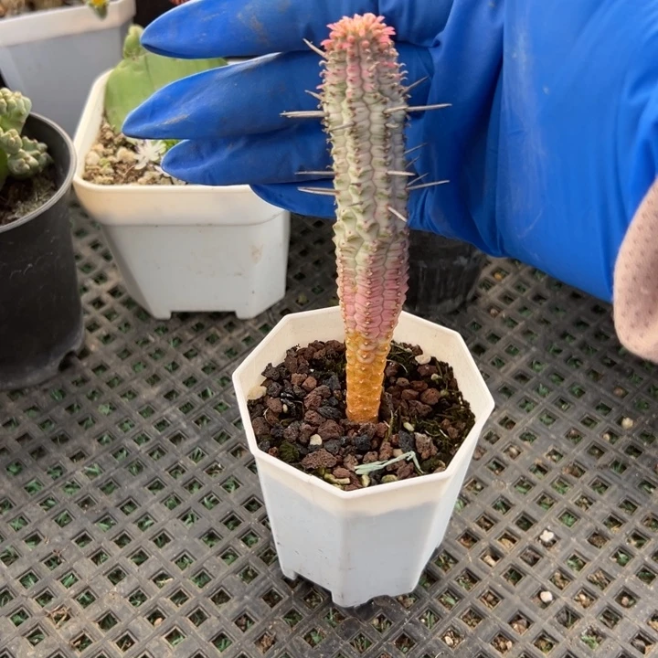 白桦麒麟锦，一物一拍，