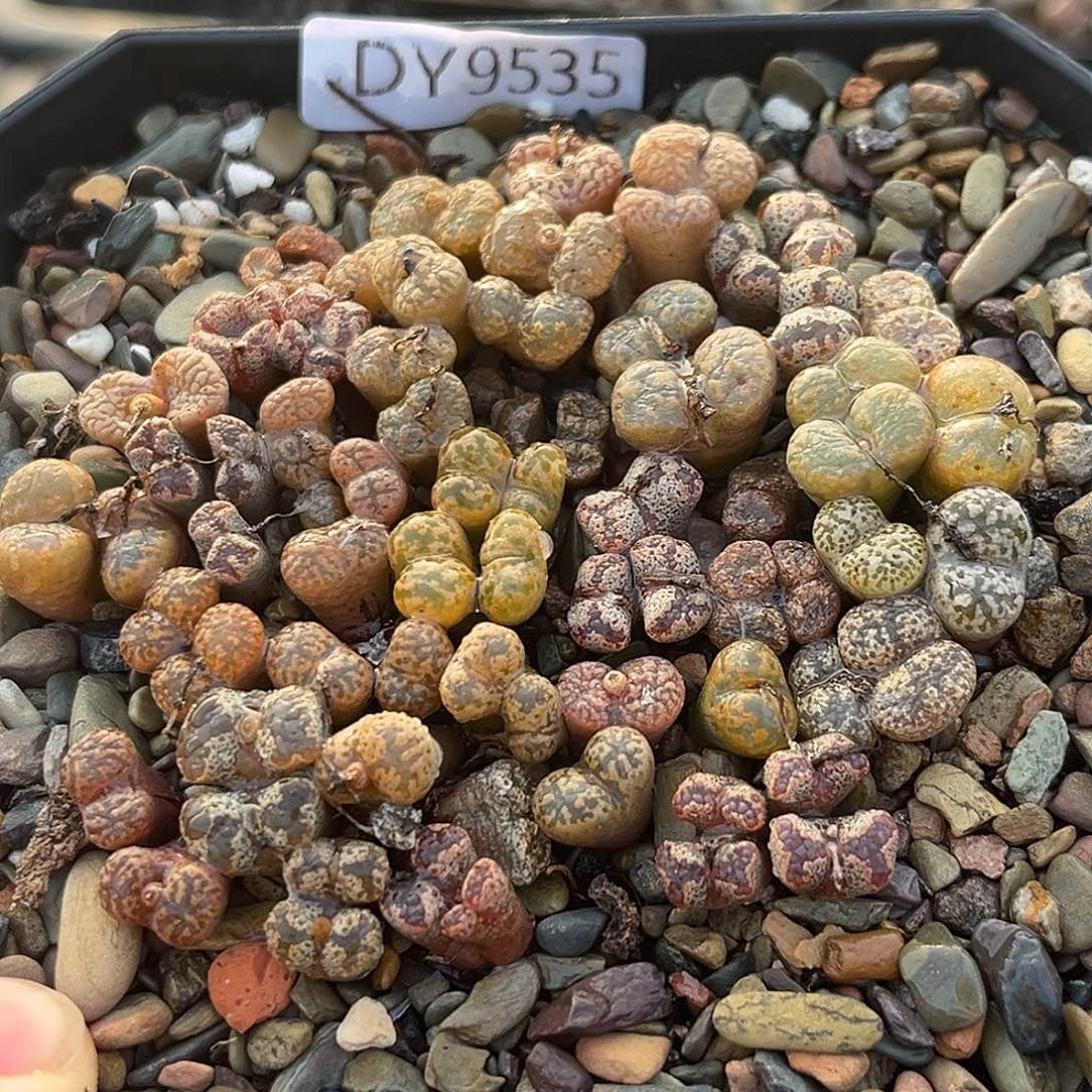 18包邮一物一拍勋章9535
