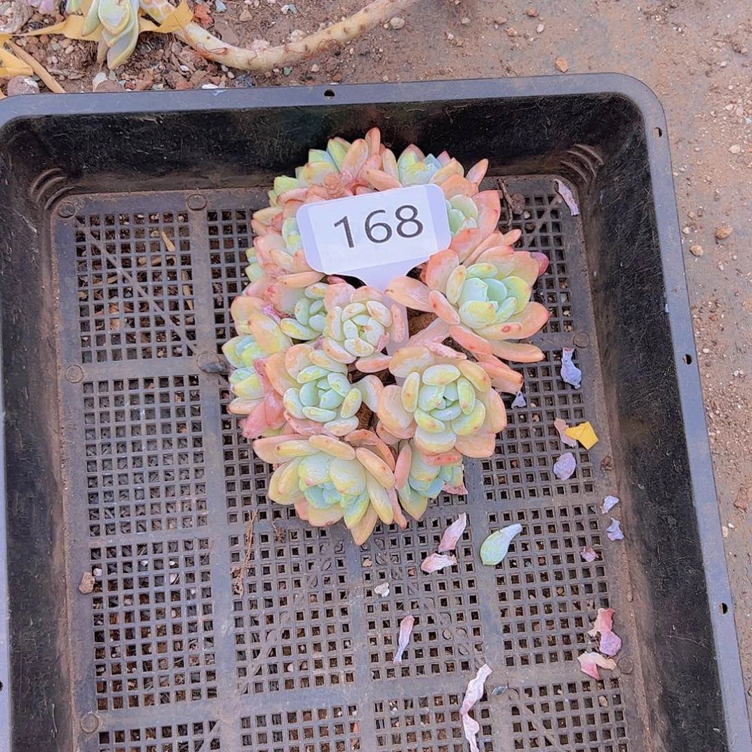 用****3168冷香10不售后