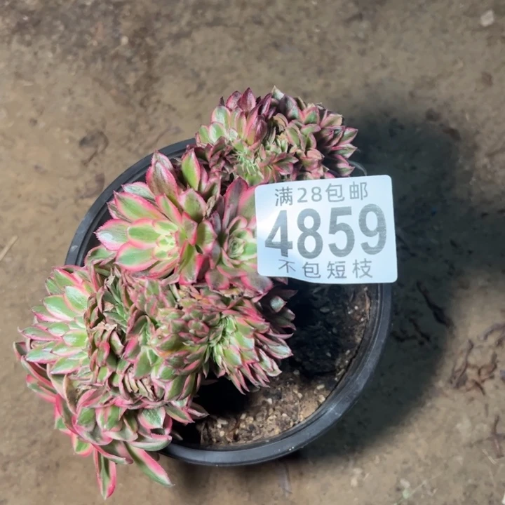 倾城缀多肉植物法师4859
