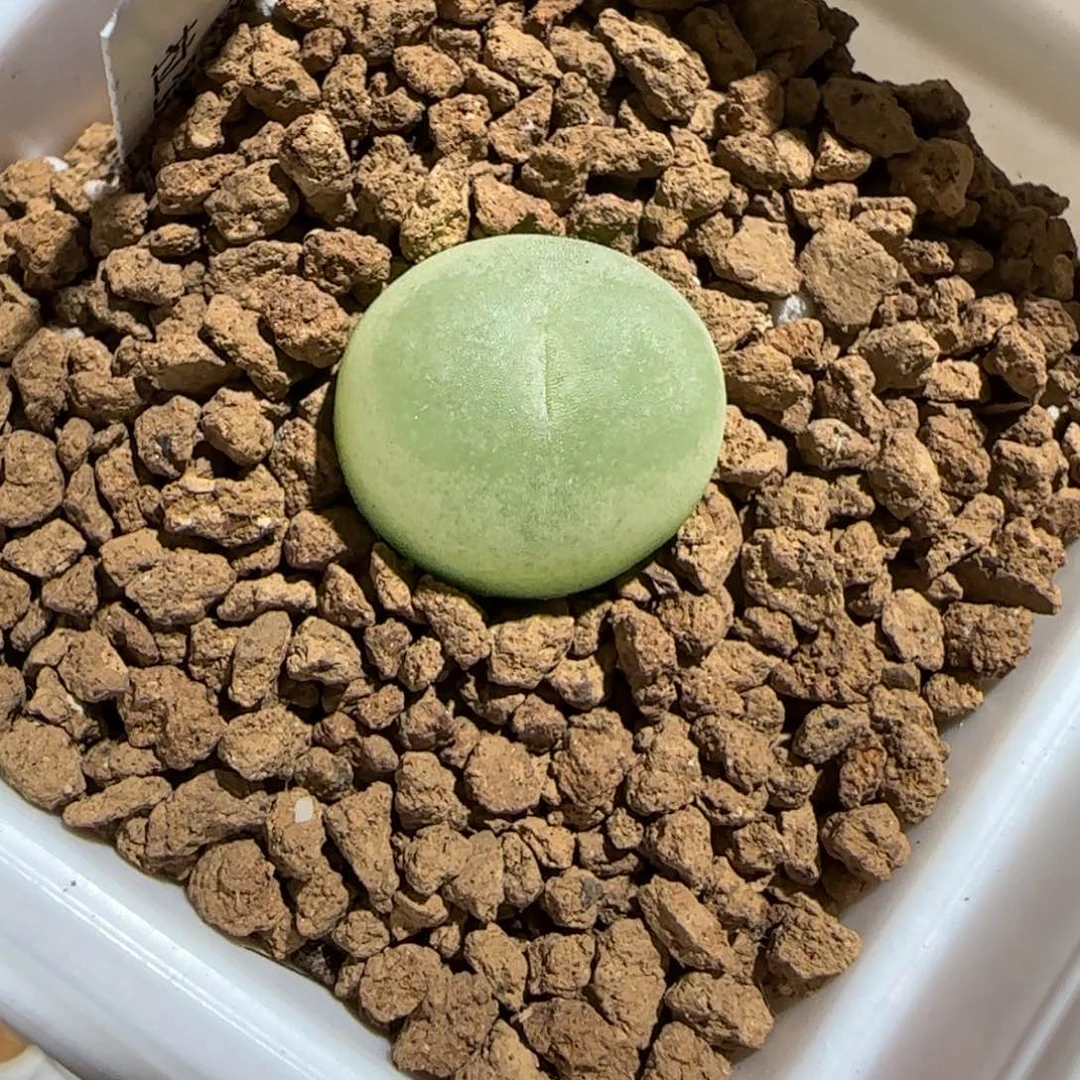 肉锥多肉植物组合-sh1200拉登544