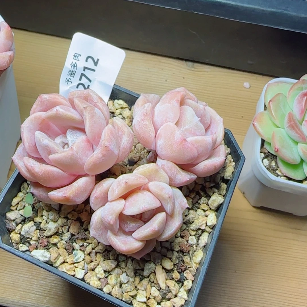 汉堡无砍，2712多肉植物