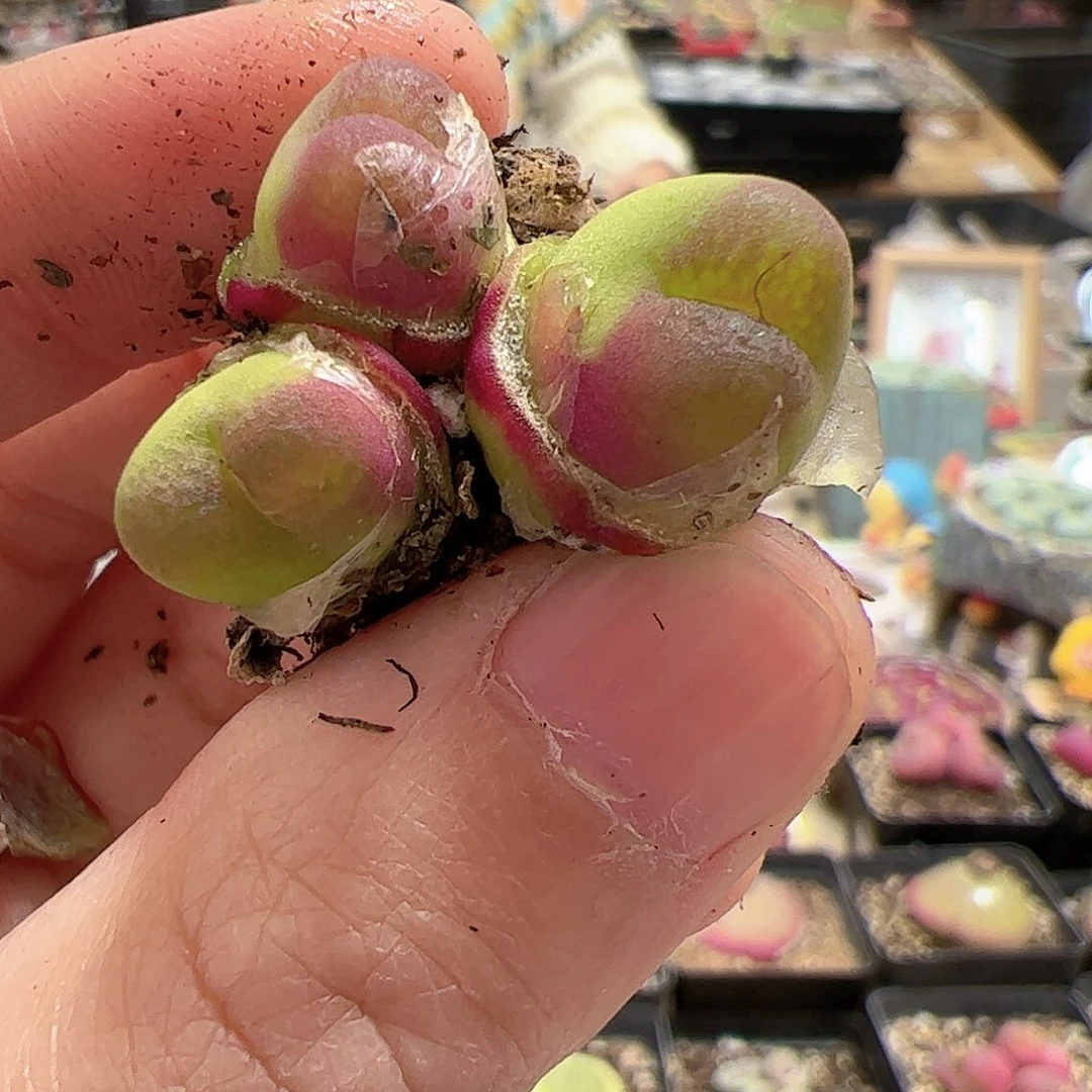 【闪购商品】50 吕氏