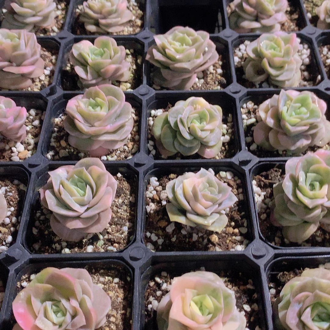 可爱玫瑰锦235678900000