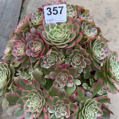 357莲花25厘米左右