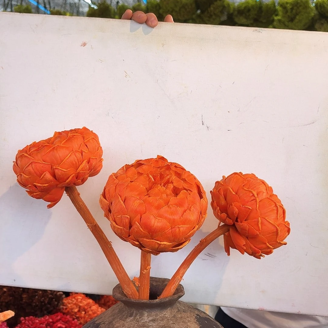 完全开放D19橙色量拍三枝