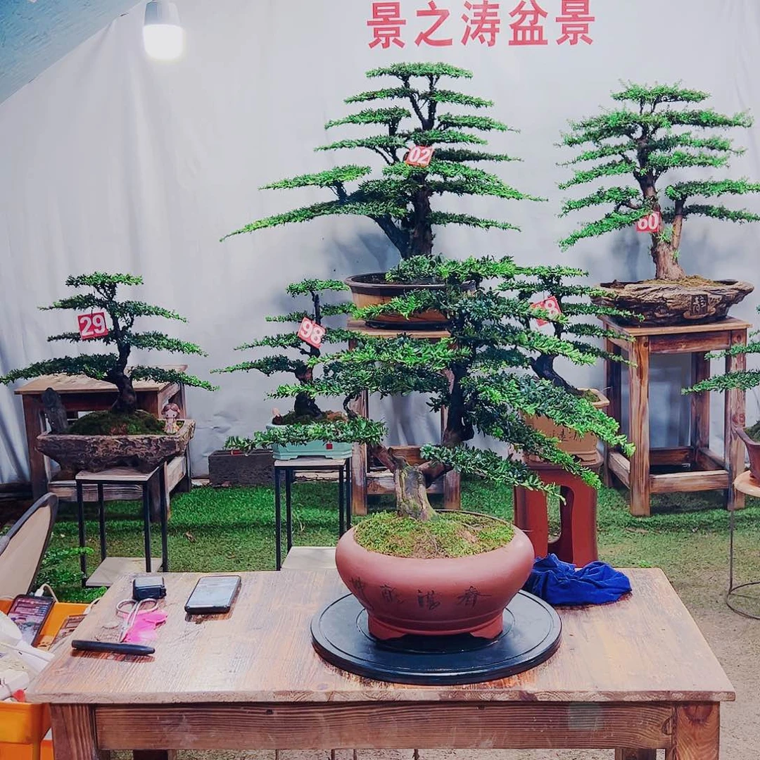 无花朵红芽珍珠罗汉松