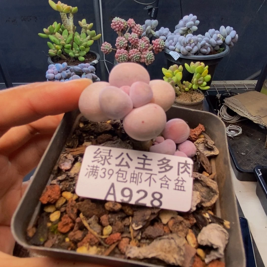 928橙奶多肉肉3c m