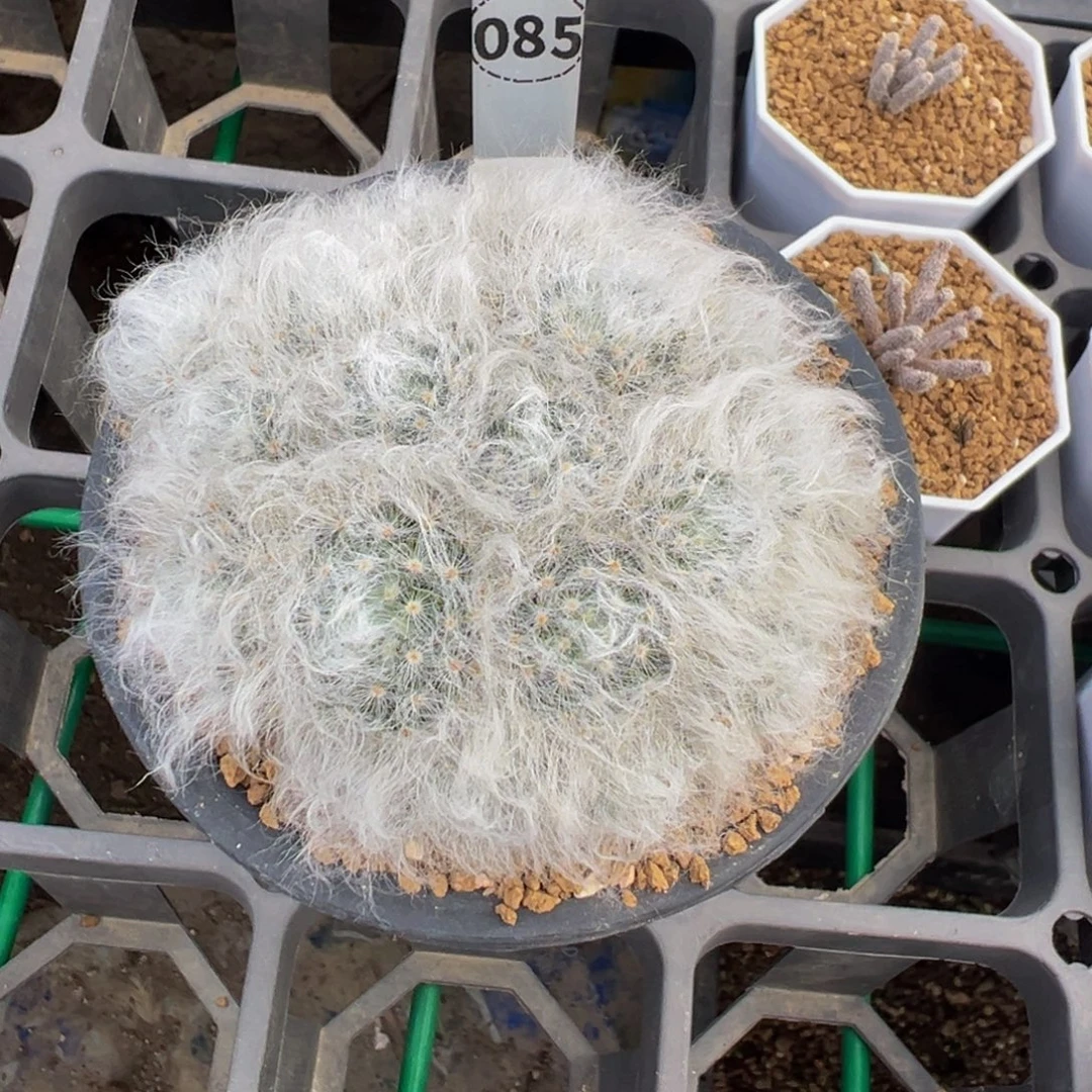 085实生根无刺白云高砂多肉植物带盆土