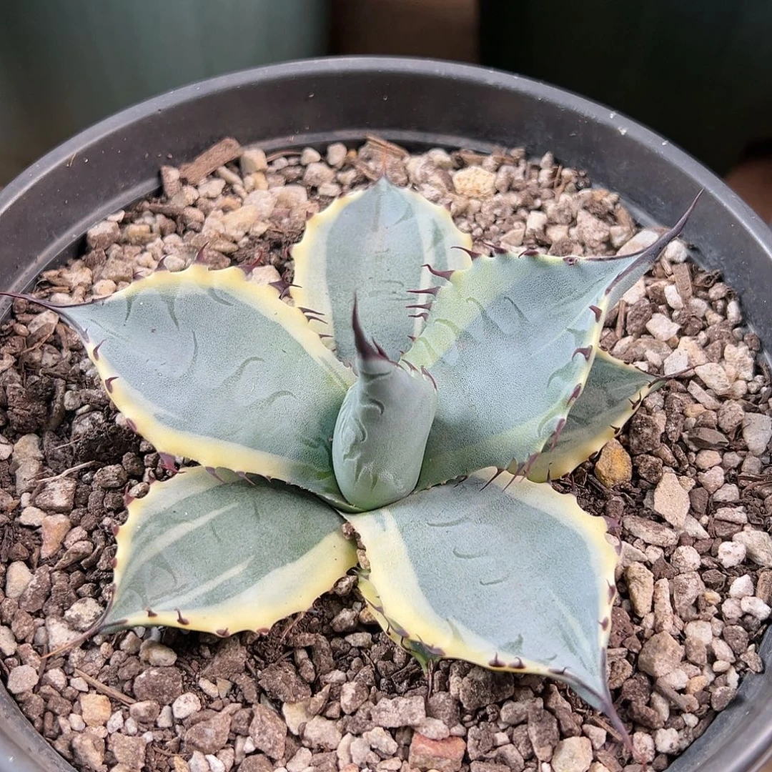 用***0无花朵多肉植物罗绮覆轮