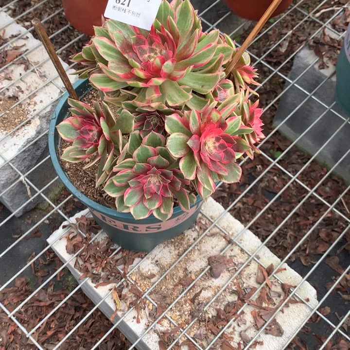 半***过821黑膜锦多肉植物特价