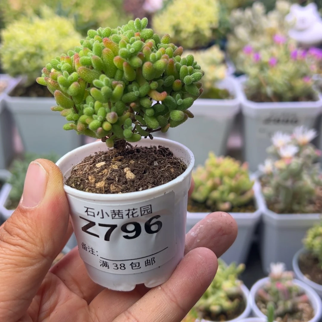 多肉植物枝干蜜橘