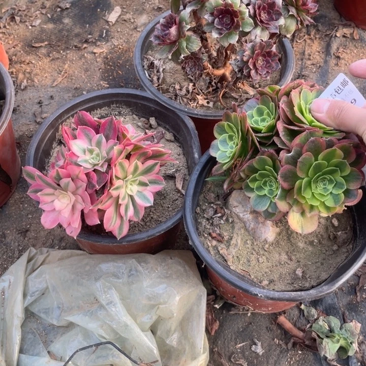 329，3颗法师多肉不售后