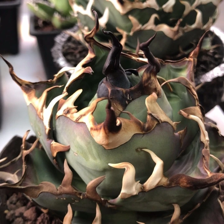 黑帝斯仁王冠龙舌兰