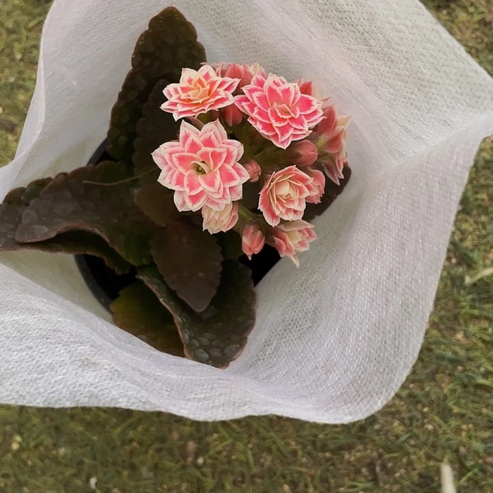 红长寿花带哦土发