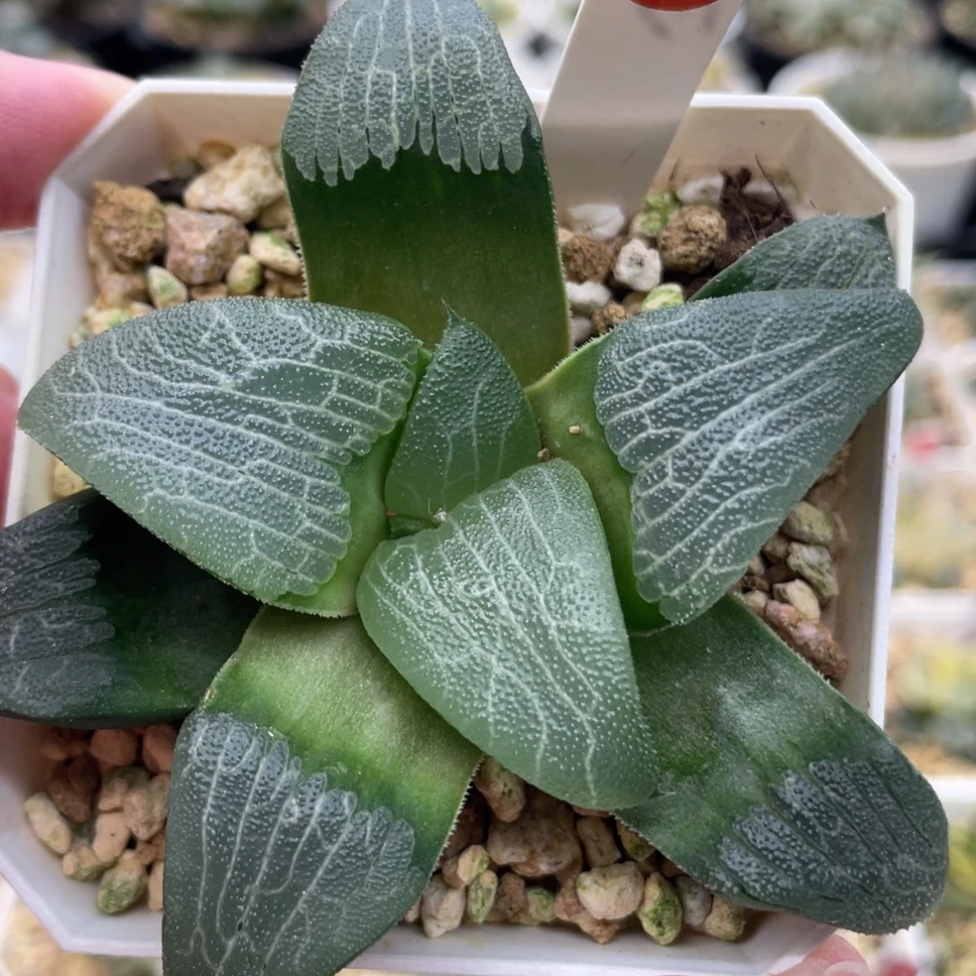 小蔡的菜园90云c悟空