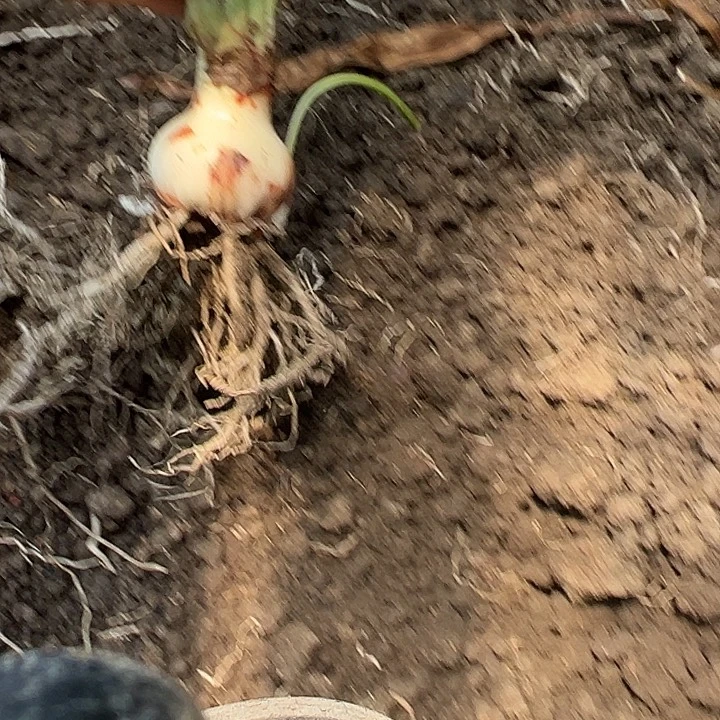 无花朵北方姑娘，直径5，带侧，跟盘带伤