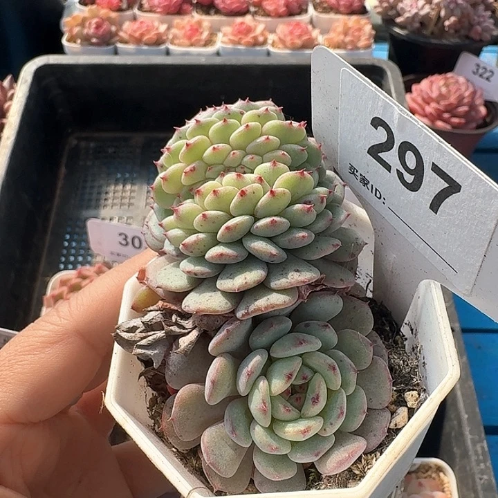 白胖子缀化多肉植物297