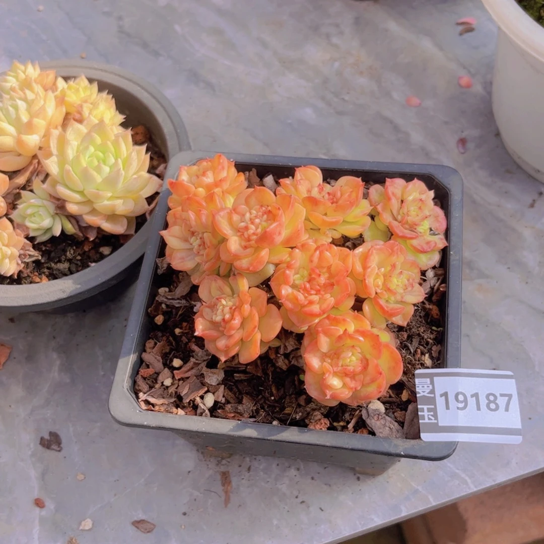 蜡牡丹多肉植物19187