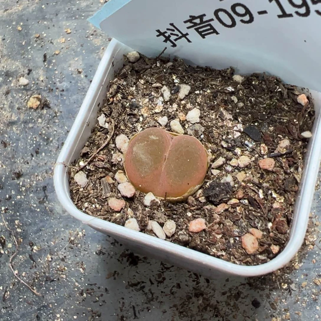 9-195肉锥多肉植物，