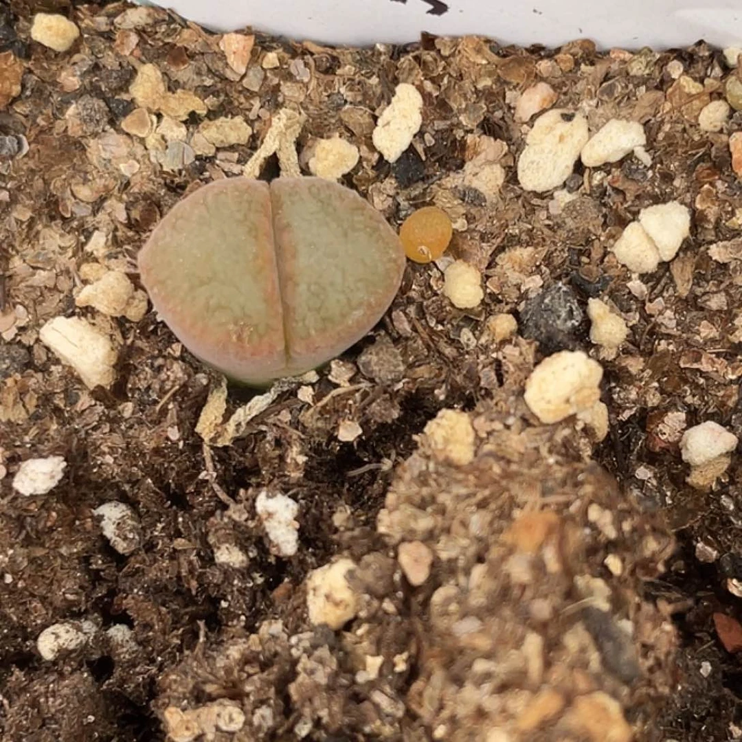 7-123风铃多肉植物