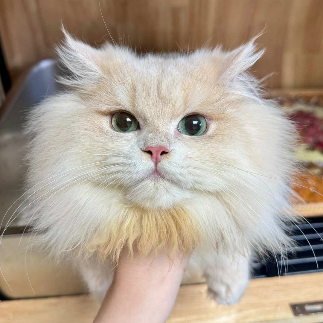 来了姊妹-紫金英长猫 弟弟 J32